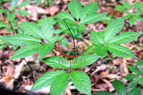 Công dụng của sâm Ngọc Linh vùng Nam Trà My